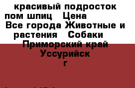 красивый подросток пом шпиц › Цена ­ 30 000 - Все города Животные и растения » Собаки   . Приморский край,Уссурийск г.